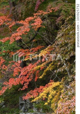 昇仙峽的紅葉 昇仙峽的紅葉 103925732