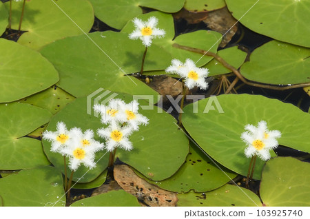 花的白色花瓣和黃色中心很漂亮。 103925740