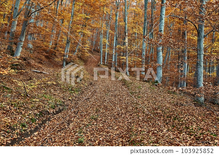 Autumn forest path 103925852