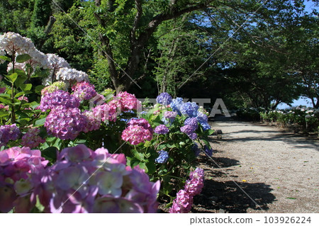 雨季的野市紫陽花大道(高知縣甲南市) 雨季的野市紫陽花大道(高知縣甲南市) 103926224