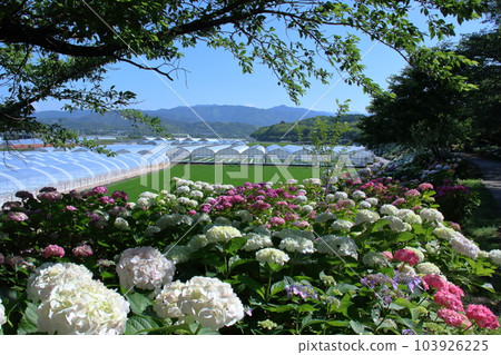 野市紫陽花公路風景（高知縣甲南市） 103926225