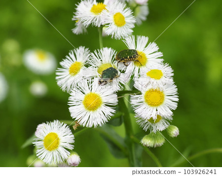 Cetoniinae 103926241