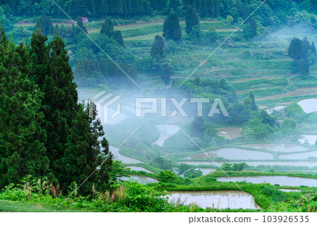 Fog over rice terraces 103926535