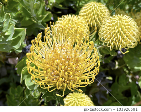 Blooming Leucospermum exotic plant Blooming Leucospermum exotic plant 103926591