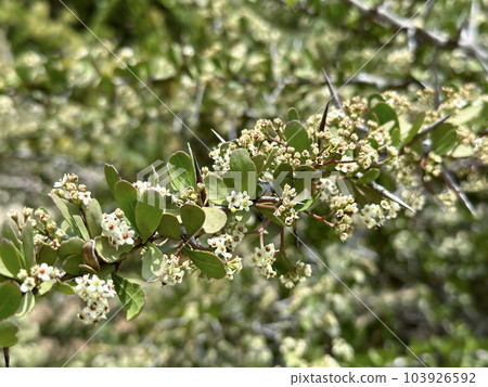 Pioneer spike-thorn (lat.- (Gymnosporia buxifolia) Pioneer spike-thorn (lat.- (Gymnosporia buxifolia) 103926592