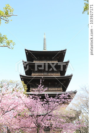 Five-storied pagoda of Toji Temple and Kawazu cherry blossoms 103927171