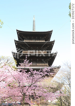 Five-storied pagoda of Toji Temple and Kawazu cherry blossoms Five-storied pagoda of Toji Temple and Kawazu cherry blossoms 103927172
