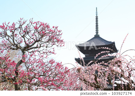 東寺五層塔與垂梅 東寺五層塔與垂梅 103927174