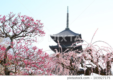 東寺五層塔與垂梅 東寺五層塔與垂梅 103927175