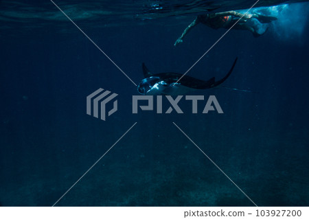 snorkeling with manta rays snorkeling with manta rays 103927200