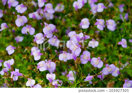 Purple moss blooming in the fields of Heijokyo Ruins Purple moss blooming in the fields of Heijokyo Ruins 103927305