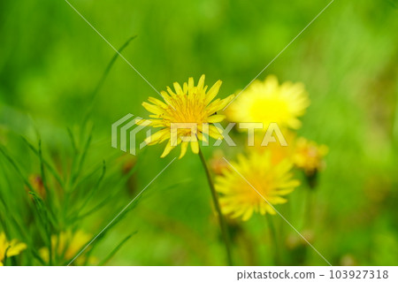 平城京遺址田野中盛開的蒲公英 平城京遺址田野中盛開的蒲公英 103927318