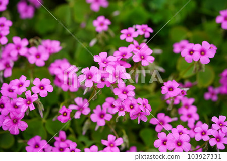 Flower bed of potato oxalis Flower bed of potato oxalis 103927331