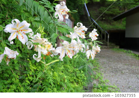 山村花 山村花 103927355