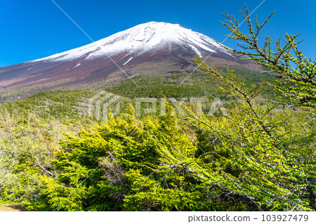 《山梨縣》初夏的富士山，新綠白雪的內庭 103927479