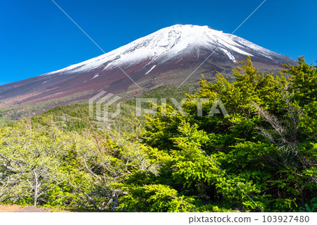 《山梨縣》初夏的富士山，新綠白雪的內庭 103927480