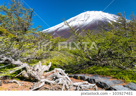 《山梨縣》初夏的富士山，新綠白雪的內庭 103927481