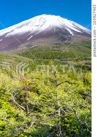 "Yamanashi Prefecture" Mt. Fuji in early summer, fresh green and snow-capped inner garden 103927483