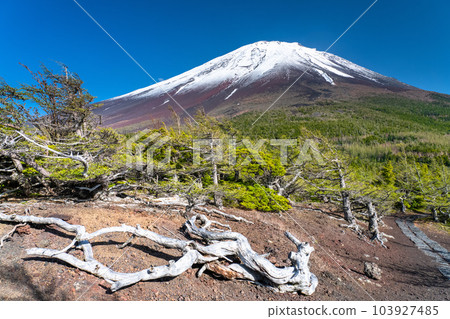 《山梨縣》初夏的富士山，新綠白雪的內庭 103927485