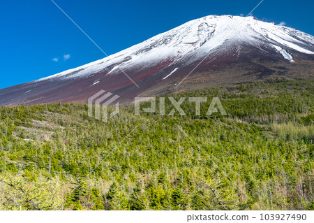 《山梨縣》初夏的富士山，新綠白雪的內庭 103927490