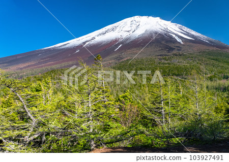 《山梨縣》初夏的富士山，新綠白雪的內庭 103927491