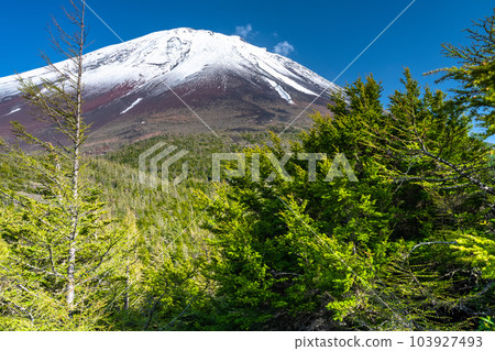 "Yamanashi Prefecture" Mt. Fuji in early summer, fresh green and snow-capped inner garden 103927493