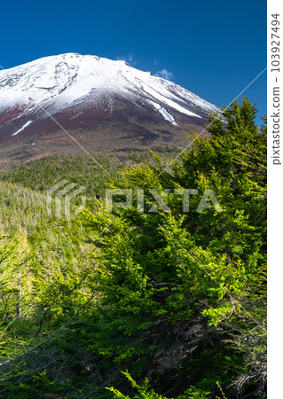 《山梨縣》初夏的富士山,新綠白雪的內庭 《山梨縣》初夏的富士山,新綠白雪的內庭 103927494