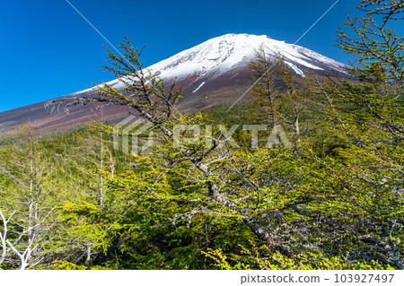 "Yamanashi Prefecture" Mt. Fuji in early summer, fresh green and snow-capped inner garden 103927497