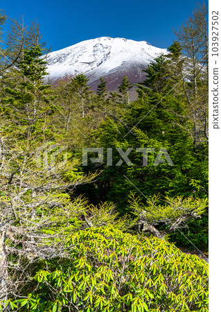 "Yamanashi Prefecture" Mt. Fuji in early summer, fresh green and snow-capped inner garden 103927502