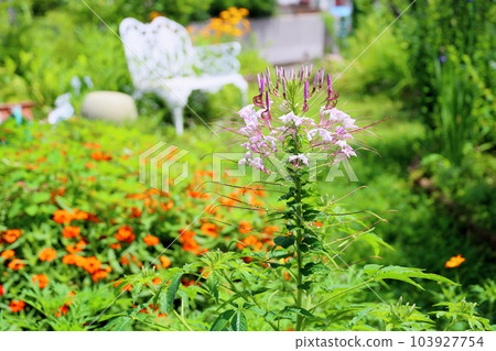 Flower of Creme Flower of Creme 103927754