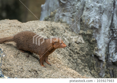 Kobito Mongoose Tennoji Zoo 103927983