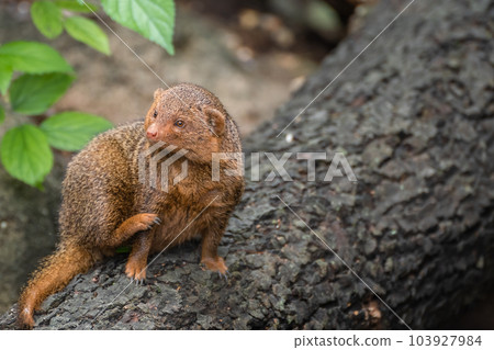 Kobito Mongoose Tennoji Zoo Kobito Mongoose Tennoji Zoo 103927984