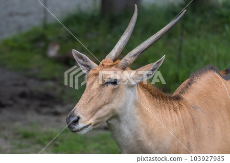 Eland (Iland) Tennoji Zoo Eland (Iland) Tennoji Zoo 103927985