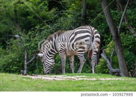 Zebra (Grant's Zebra) Tennoji Zoo Zebra (Grant's Zebra) Tennoji Zoo 103927989