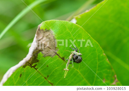 跳蛛（貓蠅鳥）捕食螳螂幼蟲 103928015