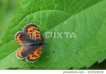 Phalacrocorax perching on the grass 103928030