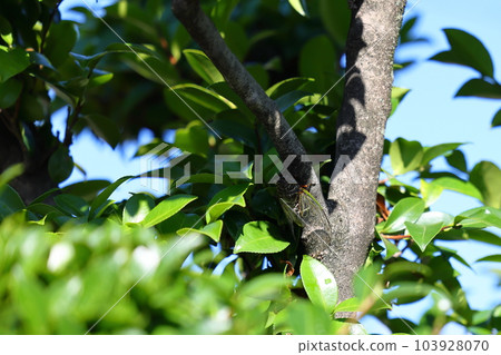 Kumazumi Kumazumi 103928070