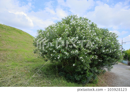 Flowers of Lychee 103928123