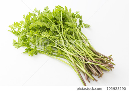 日本香菜白色背景 103928290