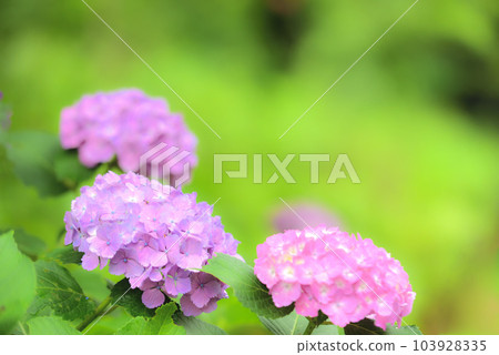 Hydrangea 103928335