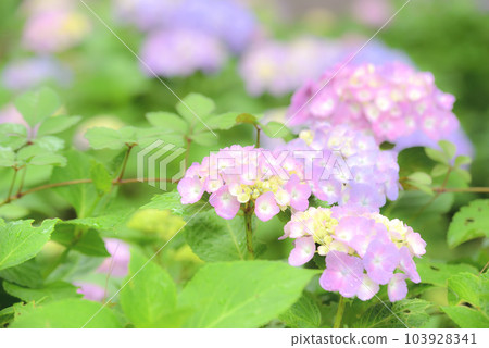 Hydrangea Hydrangea 103928341