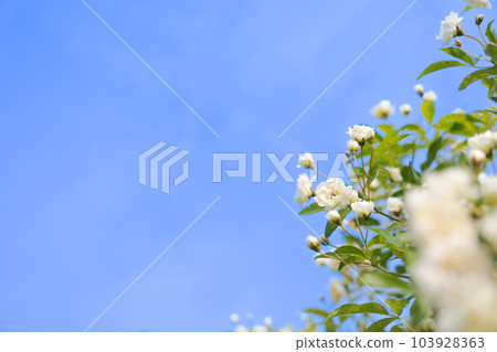 Mokkou玫瑰和藍天的照片 103928363