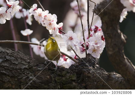 大阪城公園的梅花和白眼9 103928806