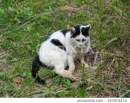 Yawari cat relaxing in the grass 103928818