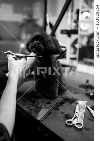 Haircut of a small black dog. Haircut of a small black dog. 103928854
