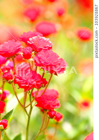 紅色玫瑰花 103928867