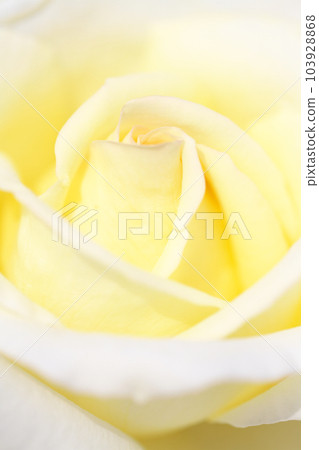 美麗的奶油玫瑰花 103928868