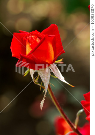 單朵紅玫瑰花 103928870