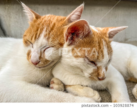 玩貓~Chibi and Minira 103928874