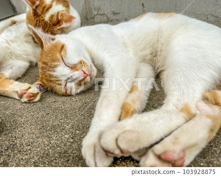 玩貓~Chibi and Minira 103928875